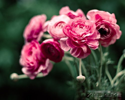 早安心语：轻轻的呼吸，浅浅的微笑 (3)