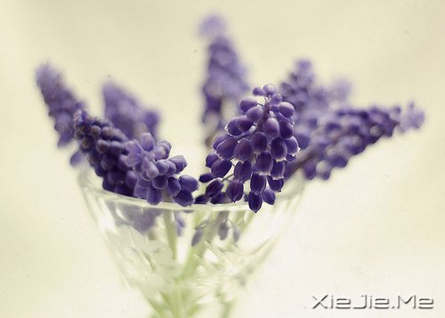 早安心语：轻轻的呼吸，浅浅的微笑 (5)