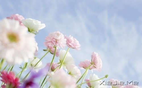 早安心语：走今天的路，过当下的生活 (3)