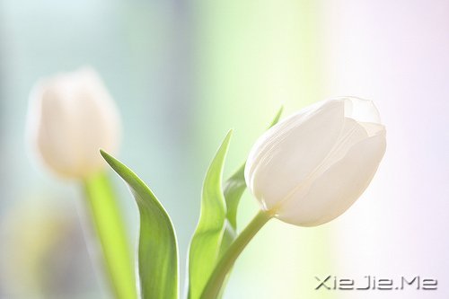 早安心语：走今天的路，过当下的生活 (9)