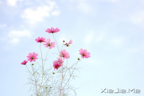 早安心语：走今天的路，过当下的生活 (1)